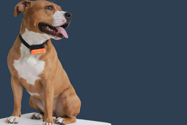 Best GPS Dog Fences: A Guide to Keeping Your Dog Safe with Wireless and Virtual Boundaries