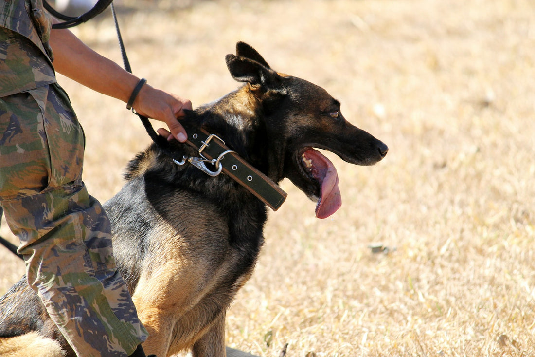 Guardians by Your Side: Top Dog Breeds for Protection
