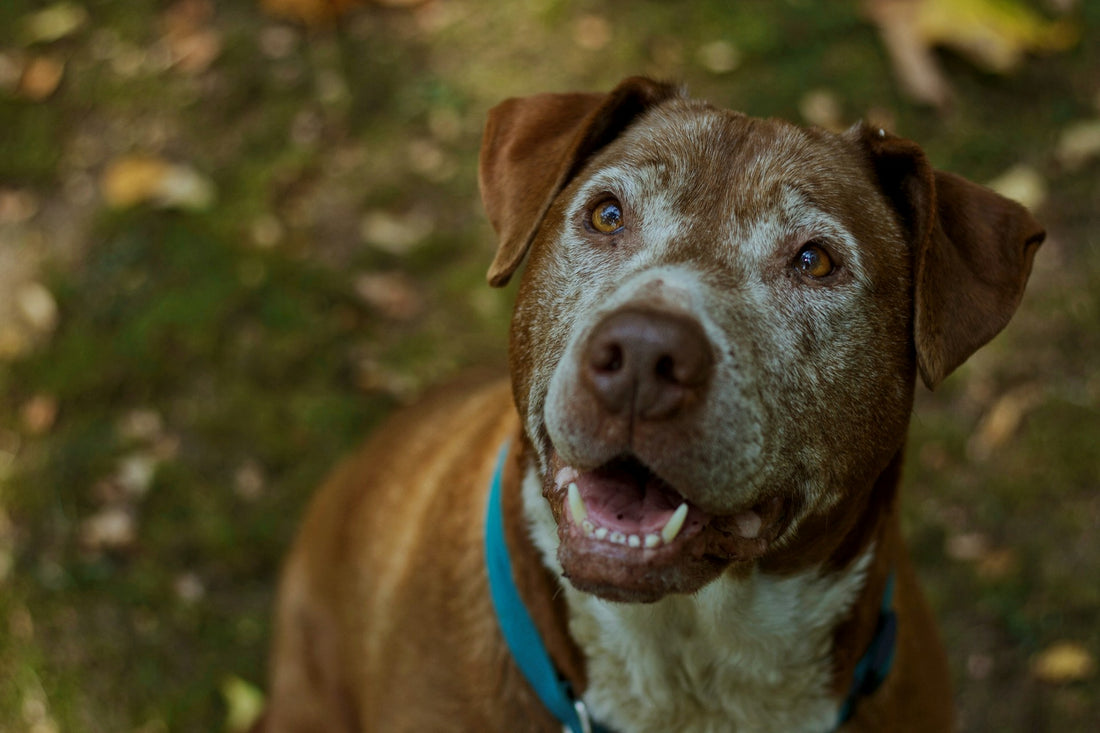 Easy Tips for Proper E-Collar Placement