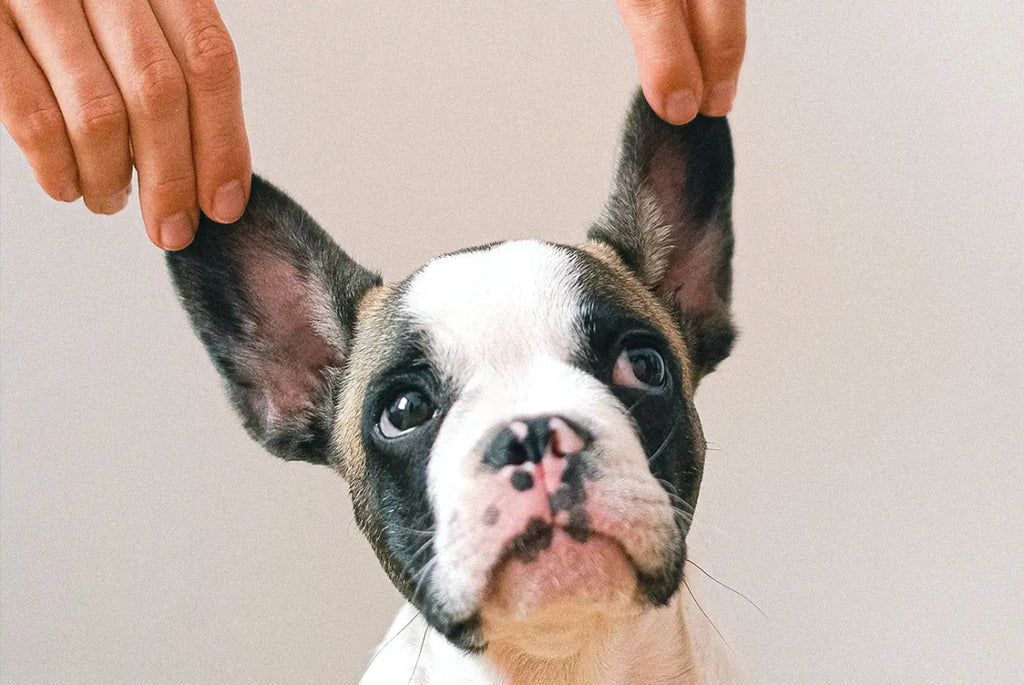 At what age can I start e collar training Pawious