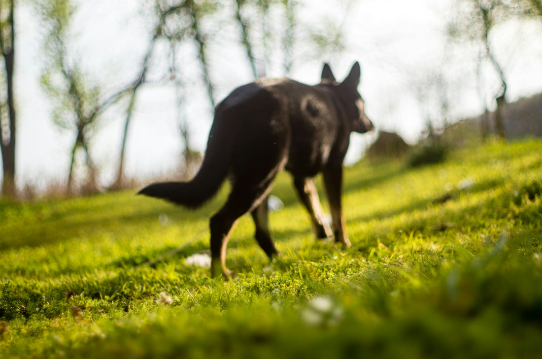 Why Does Your Dog Roam and How to Stop It