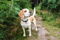 Choosing the Bark Collar for Your Beagle: What's the Best Option?