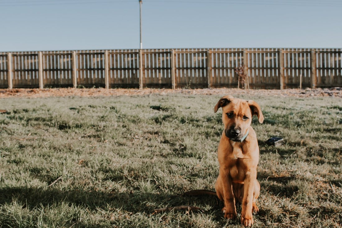 How to Train Your Dog to Use a wireless Fence - Pawious
