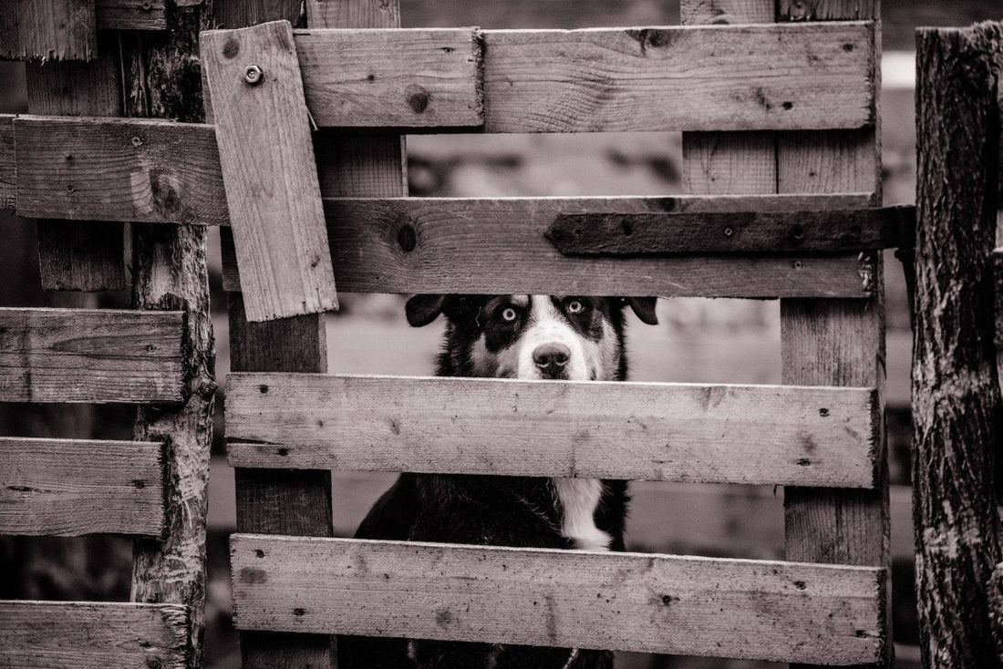 Wireless Fences vs. Physical Fences: Whatβs Best for Your Dog? - Pawious