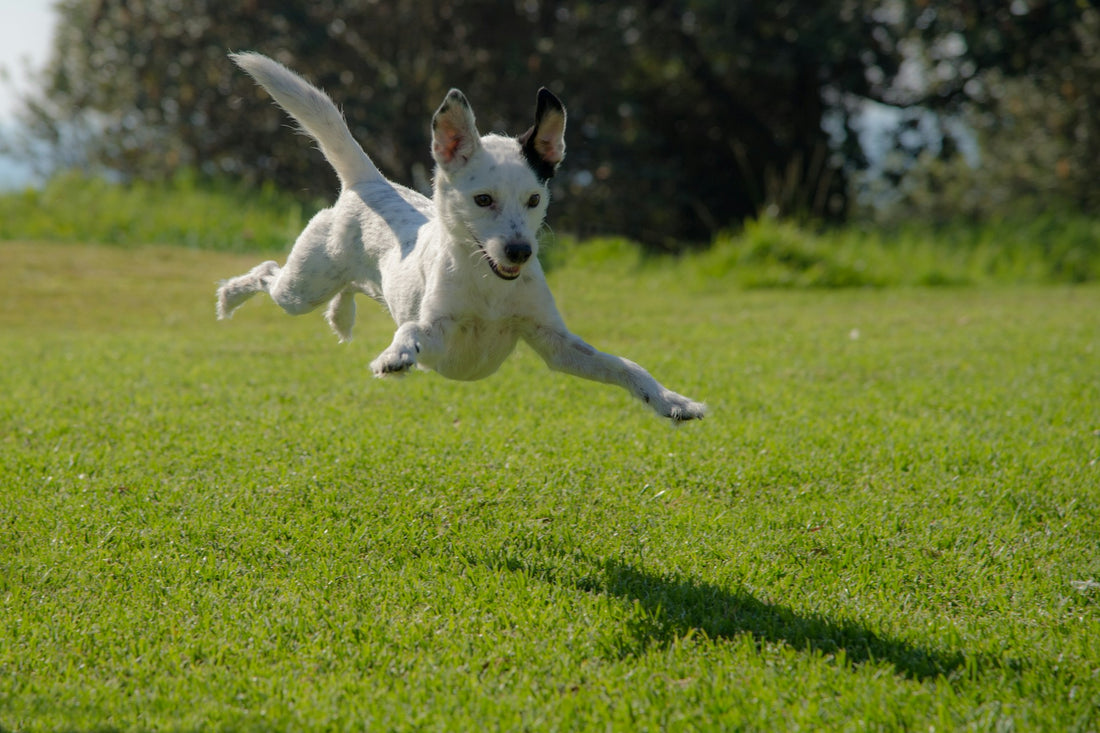 Guidance for Soothing an Overly Excited Dog