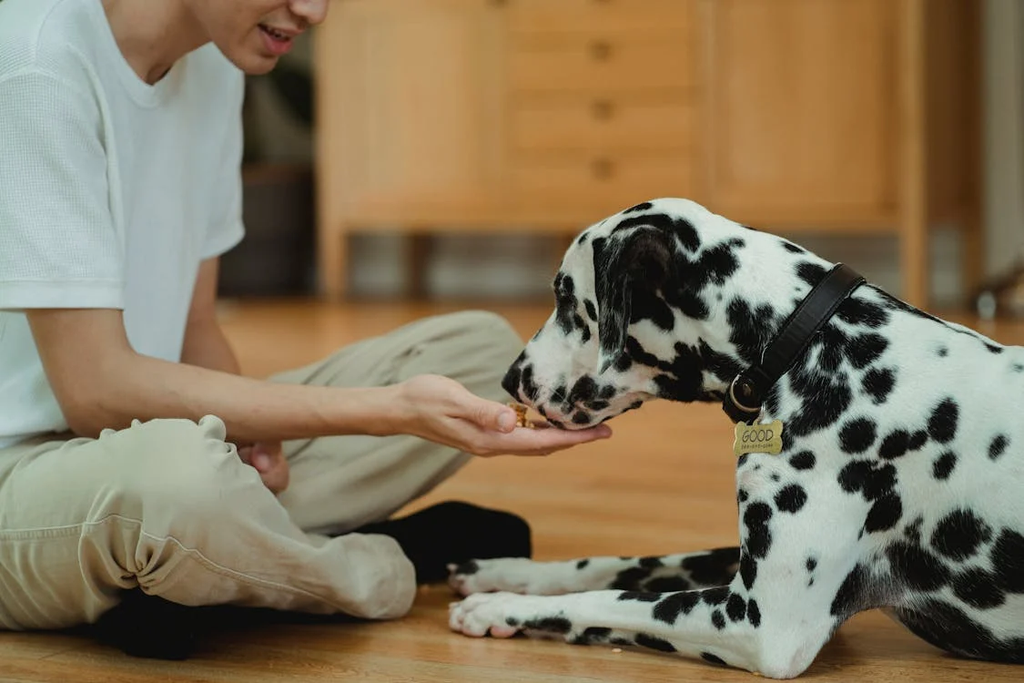 Should You Give Your Dog Liquid Food?