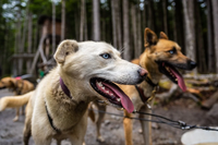 Why Do Dogs Sniff Each Other's Butts?