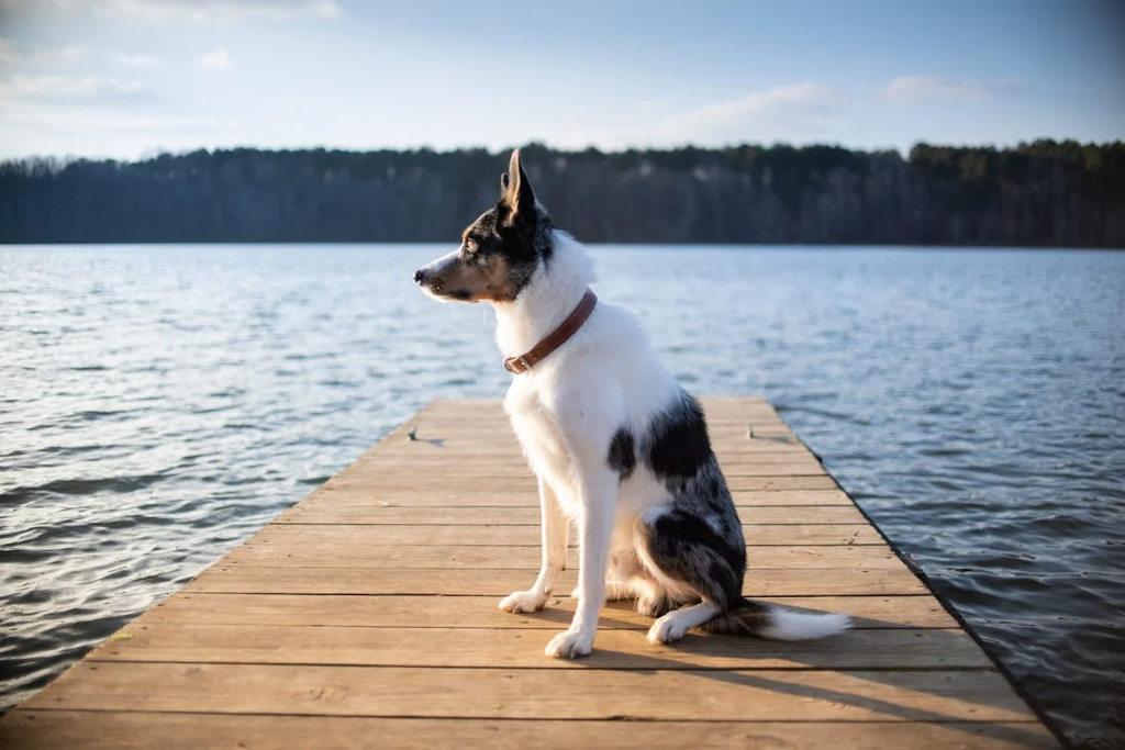 Why Do Dogs Have Cold Noses? Exploring the Science Behind a Dog’s Wet and Cold Nose