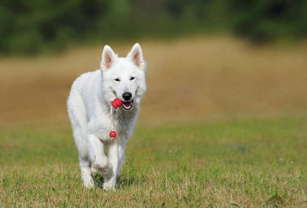 Comprehensive Guide: How to Get the Most Out of Training Your Dog