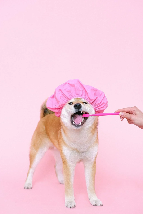 Comprehensive Guide on How to Brush Your Dog’s Teeth