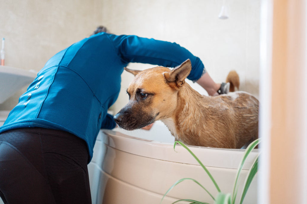 How Often Should Your Dog Have Bath-Time?