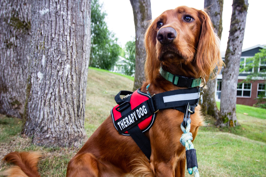 How to Train a Therapy Dog