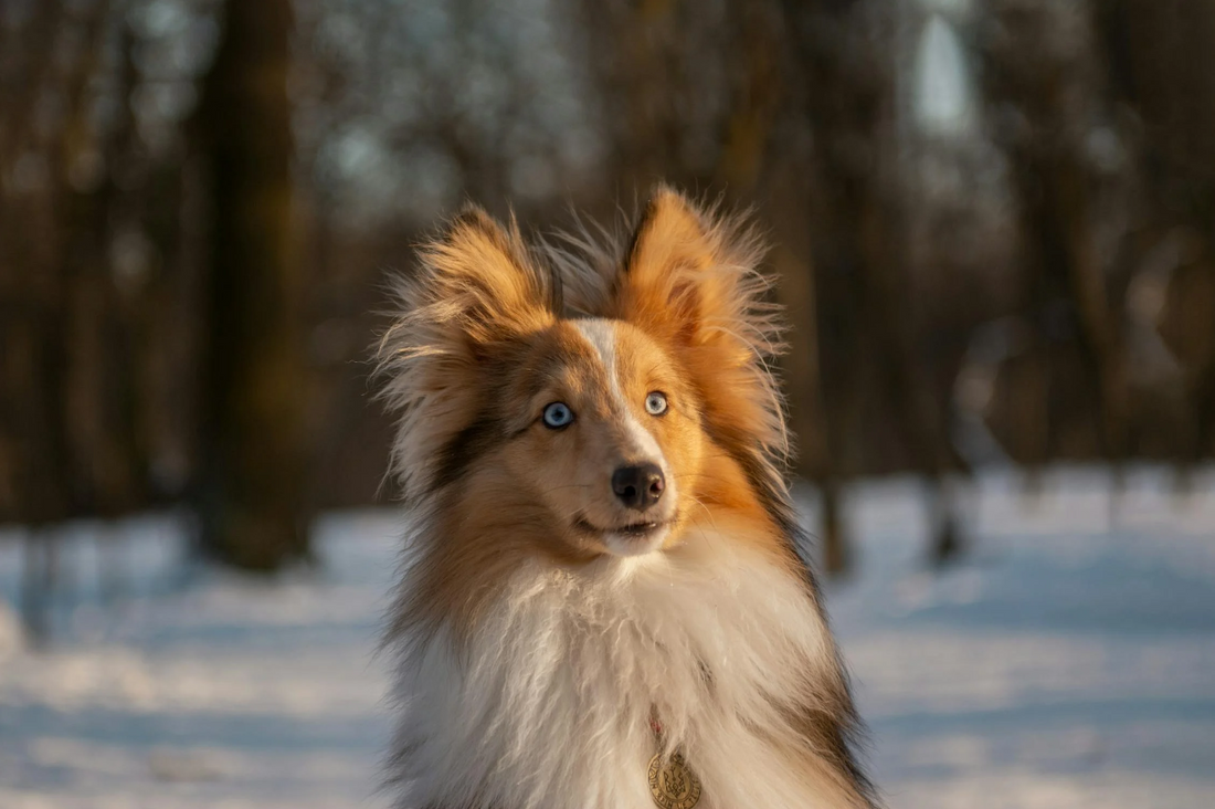 Neighbor’s Dog Pooping on My Lawn: How to Stop It