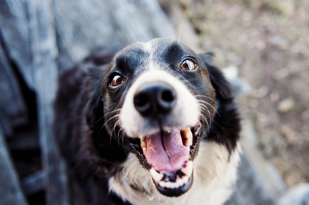 Understanding Why Dogs Lick Furniture