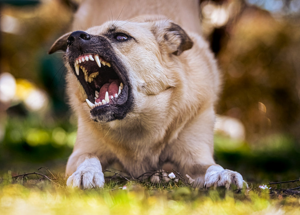 Aggressive Doesn't Equal Bad: How to Socialize an Aggressive Dog