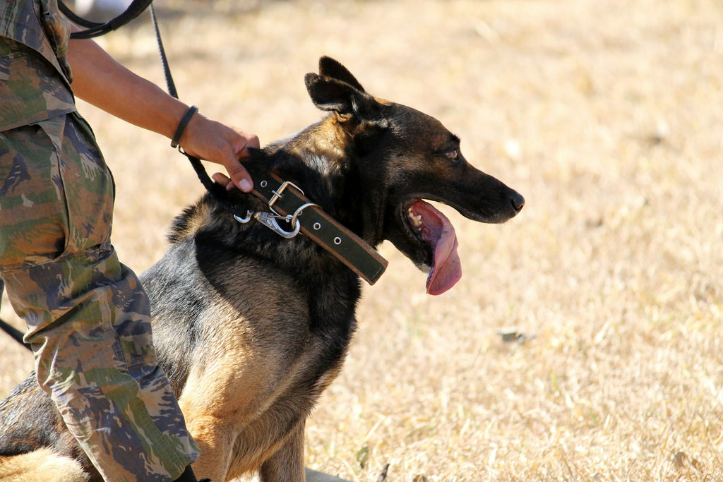 Guardianes a tu lado: las mejores razas de perros para protección