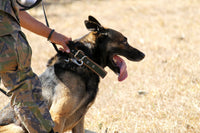 Guardians by Your Side: Top Dog Breeds for Protection