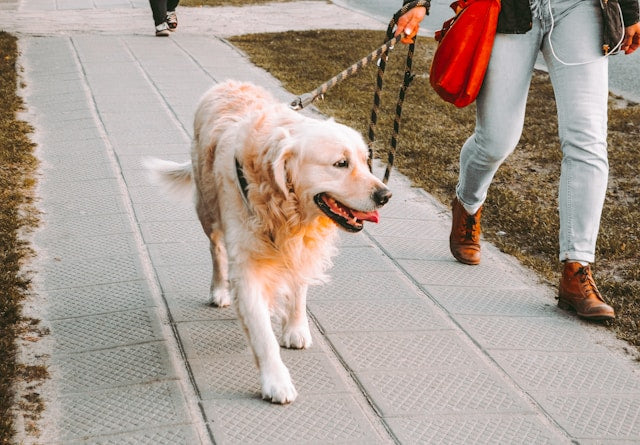 Cómo hacer que los paseos con perros sean beneficiosos y agradables