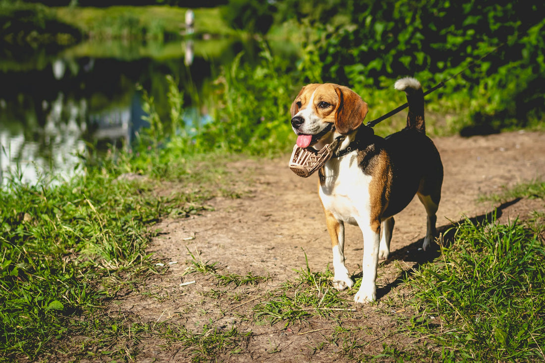 5 Reasons Why You Should Consider Using an E-Collar