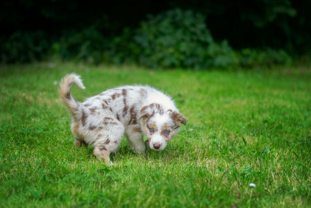 How Often Does My Dog Need Potty Breaks?