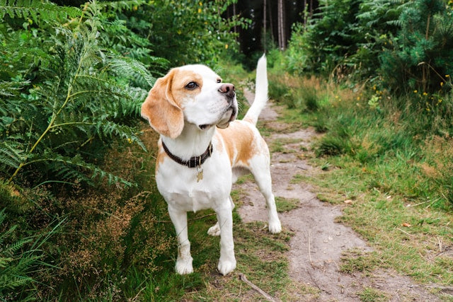 Elegir el collar antiladridos para tu beagle: ¿cuál es la mejor opción? 