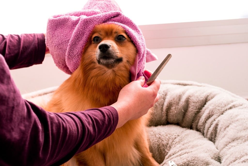 The Complete Guide to Trimming Your Dog's Nails