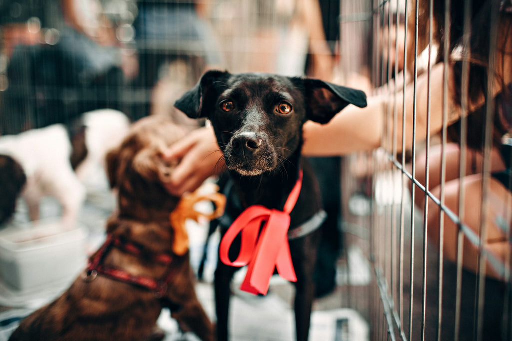 Valientes pero vulnerables: una guía para entrenar perros rescatados