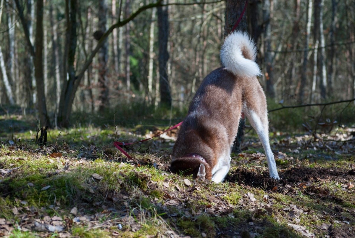 How To Keep Dogs From Digging Under the Fence - Pawious