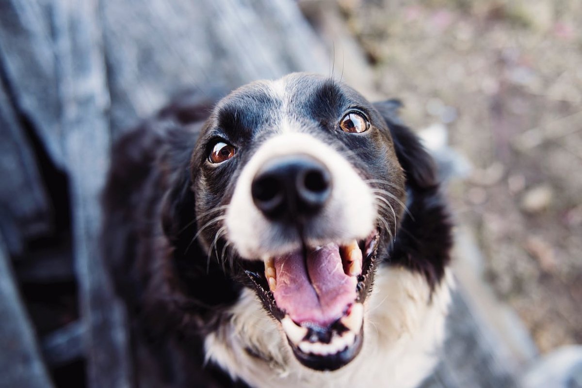 How to stop your dog barking? - Pawious