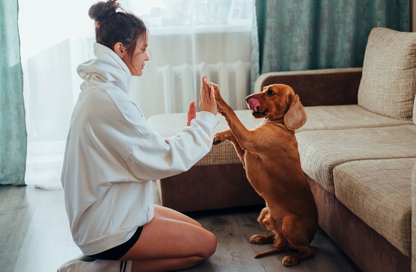 How to teach your dog to give a high five