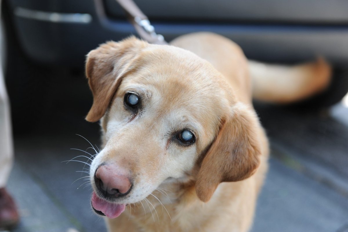 How to Train a Blind Dog - Pawious