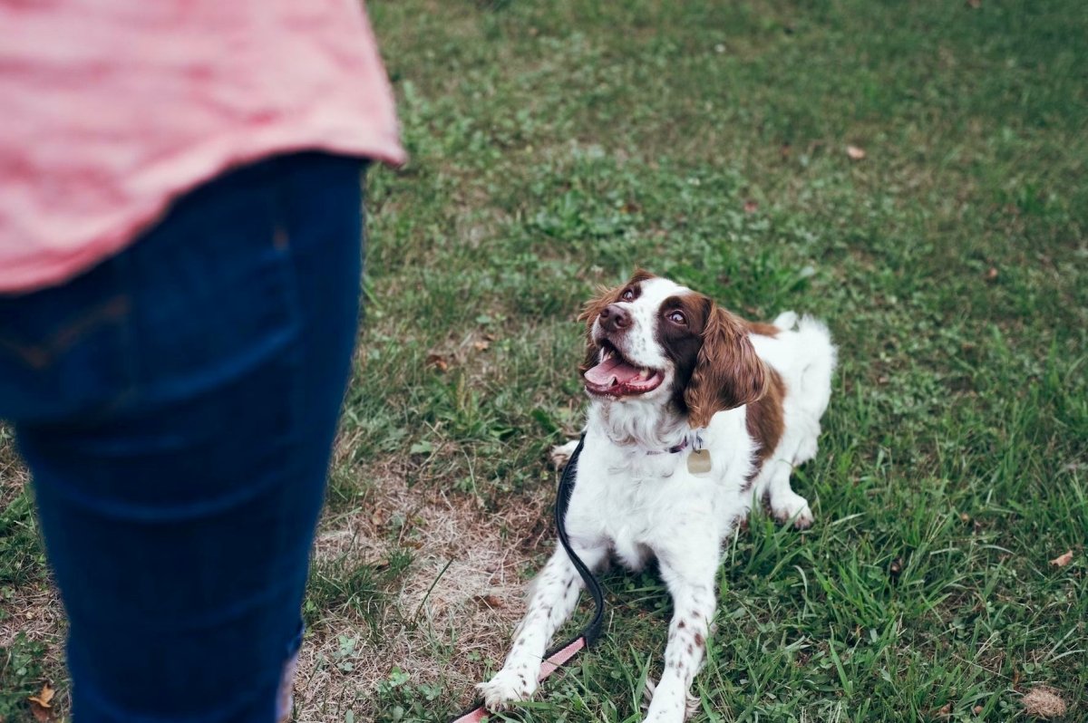 How to Use an Electronic Dog Training Collar - Pawious