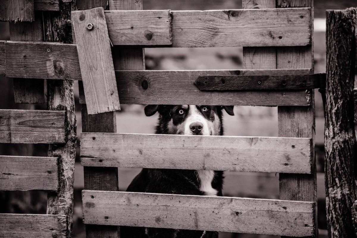 Invisible Fences vs. Physical Fences: What’s Best for Your Dog? - Pawious