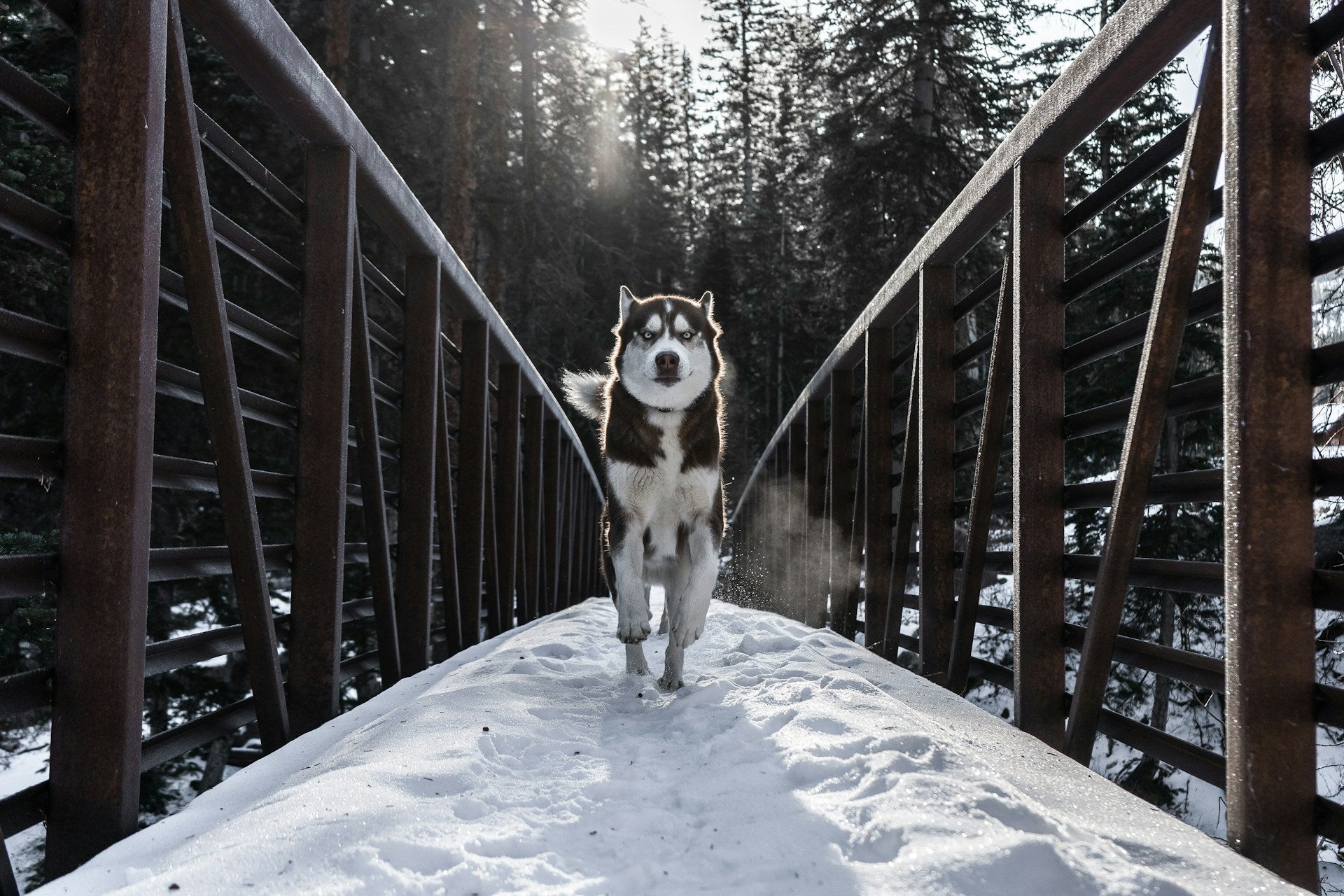 how to train recall with shock collar