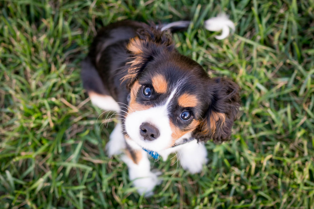 Raising a Champion with Basic Obedience Training for Puppies