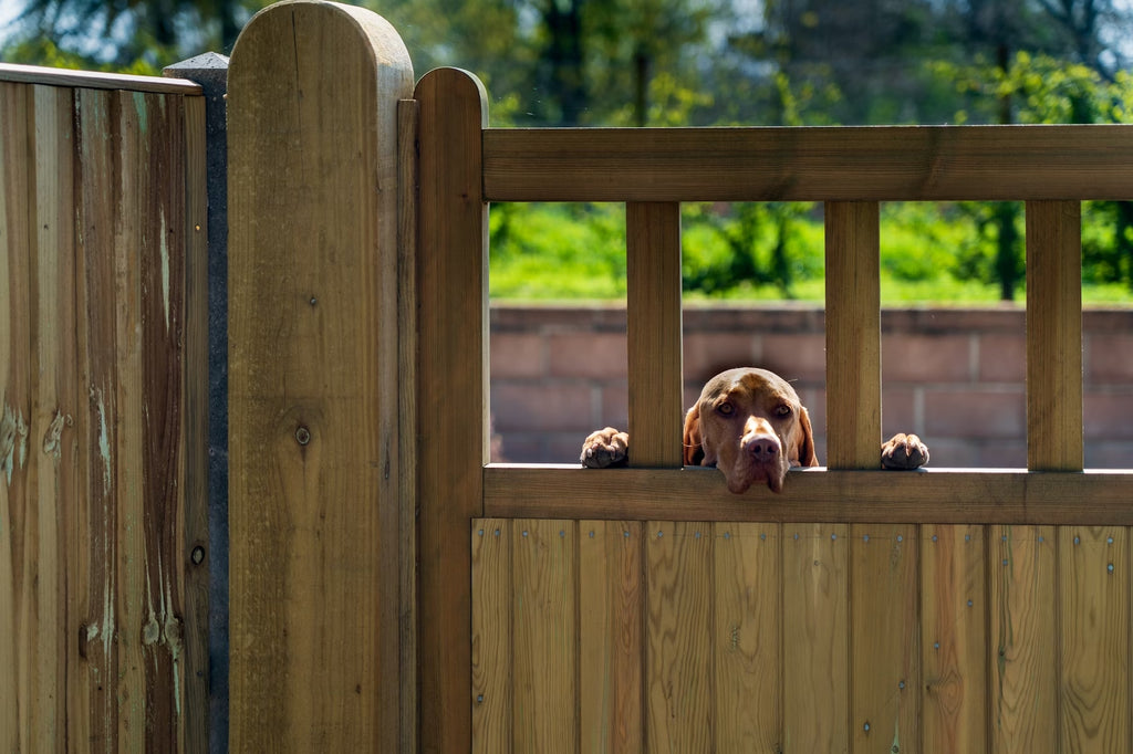 Dog Jumping Fence? How To Handle An Escape Artist Dog