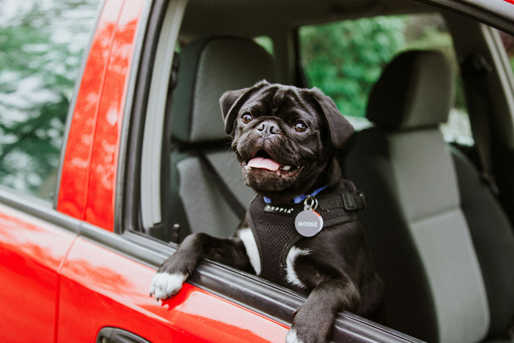 Consejos de viaje por carretera para viajar con perro 