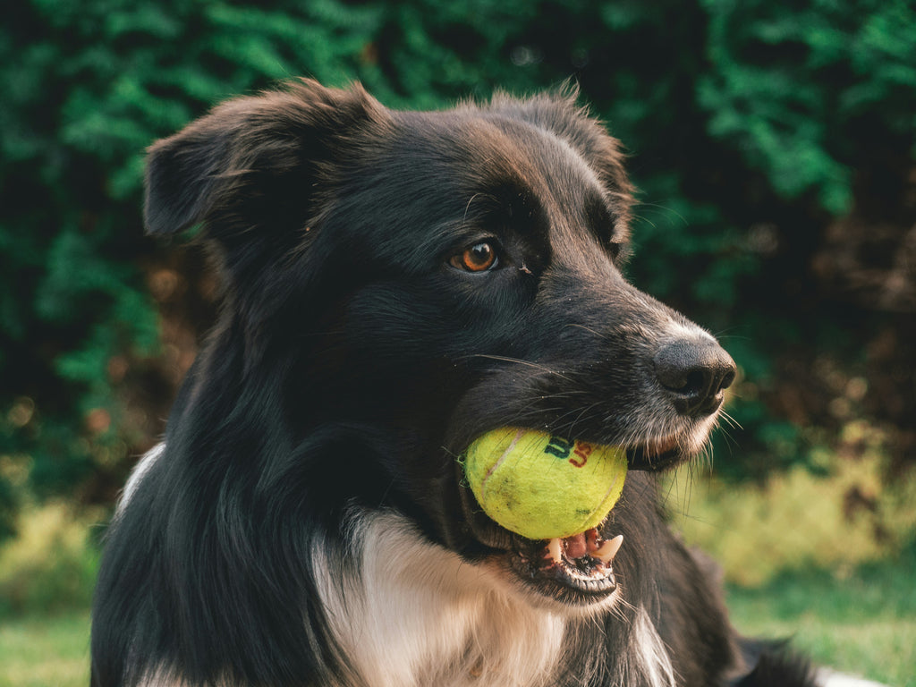 Why Do Dogs Eat Rocks?