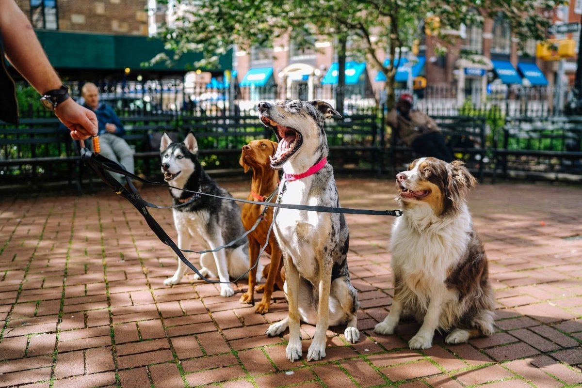The Different Types Of Dog Training Collars — Which One Is Best For Your Dog - Pawious
