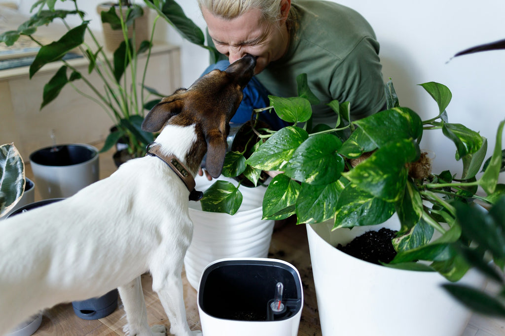 Proteja sus plantas: estrategias efectivas para evitar que los perros se las coman