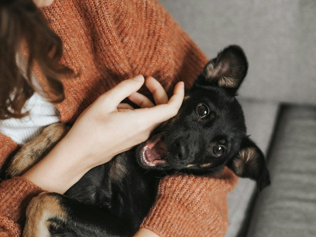 Can You Train a Dog to Stop Barking at House Guests?