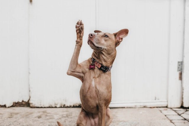 Why Dogs Chew Their Paws and How to Help - Pawious