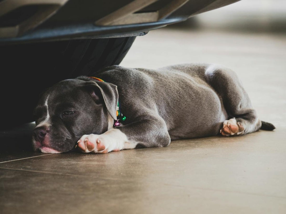 Why is my puppy breathing fast while sleeping? - Pawious