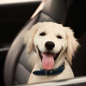 Dog Car Seat Covers - Pawious