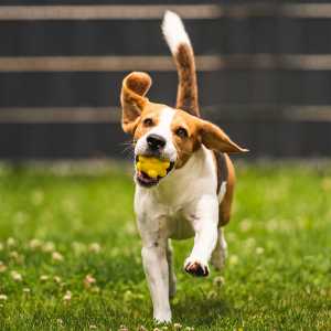 Dog Training & Shock E-Collars - Pawious