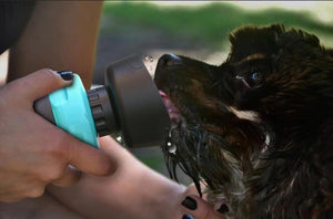 Pet Oasis: Foldable Dog Travel Water Bottle And Dispenser by Dog Hugs Cat