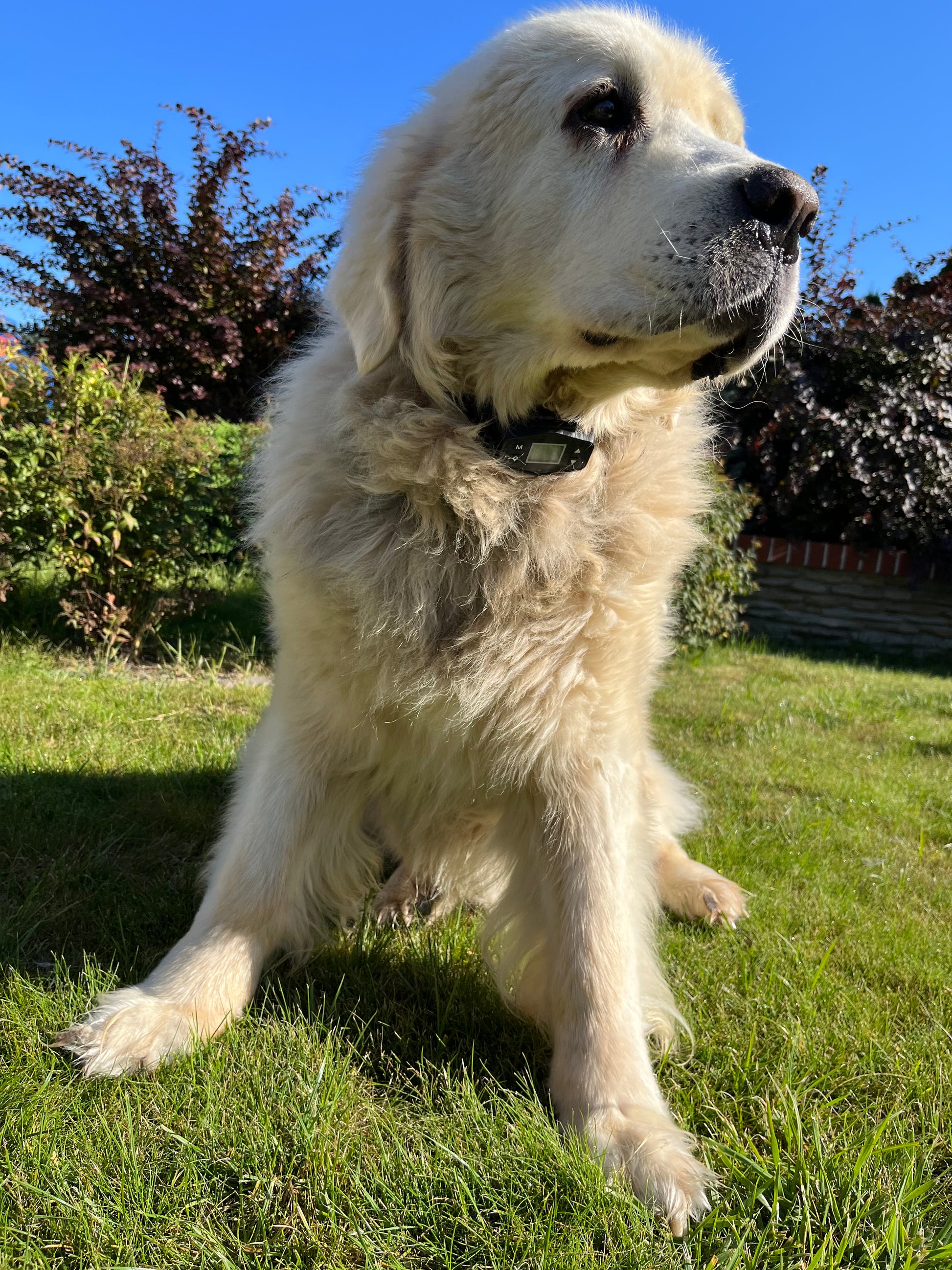 GPS Dog Fence F800 Black – Pawious - Main Image