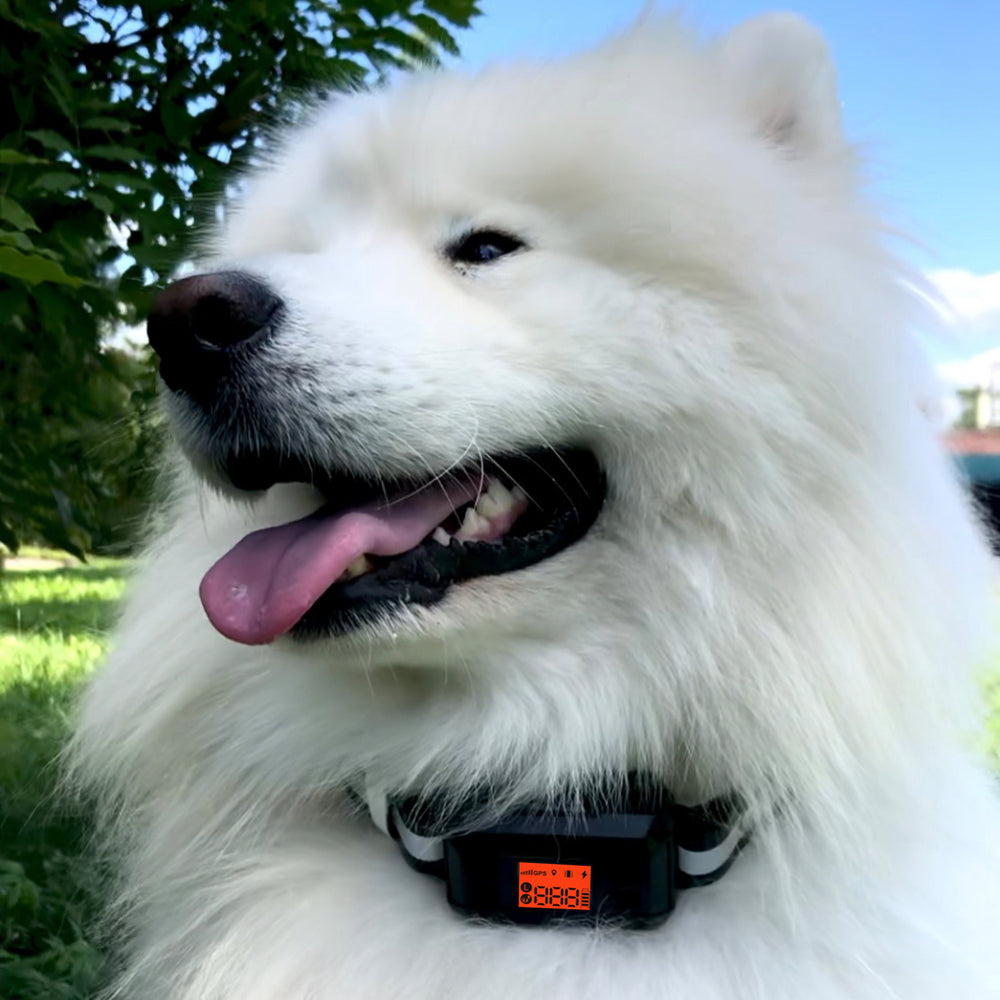 GPS Dog Fence F810+, 2nd Gen with GPS Signal Boost Chip and AI Scene Recognition
