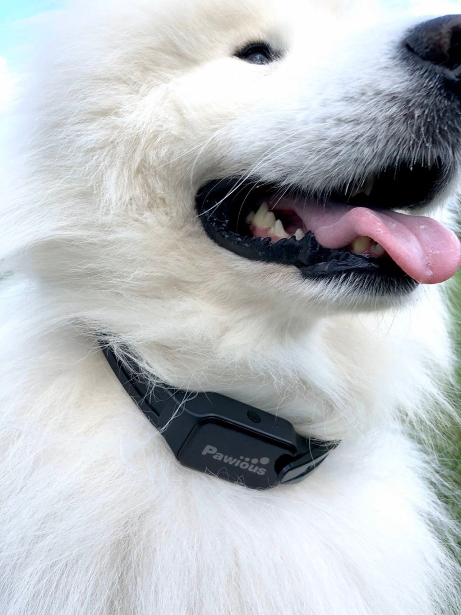 Dog Training Collar T330 for Large Dogs - 1000ft Range, IPX 7 Waterproof, 2 Dog Set - Pawious