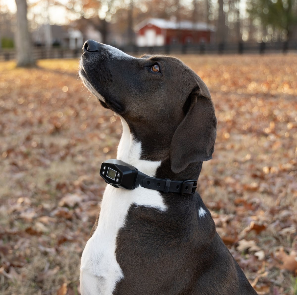 Shock collar fence outlet for large dogs